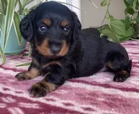 Sienna, a female Miniature Dachshund for sale in Fair Play, MO – 4 of 5