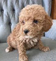 Alen, a male Miniature Goldendoodle for sale in Fair Play, MO – Photo 2 of 5