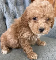 Alen, a male Miniature Goldendoodle for sale in Fair Play, MO – Photo 5 of 5
