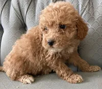 Alen, a male Miniature Goldendoodle for sale in Fair Play, MO – Photo 4 of 5