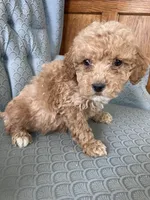 Alen, a male Miniature Goldendoodle for sale in Fair Play, MO – Photo 3 of 5