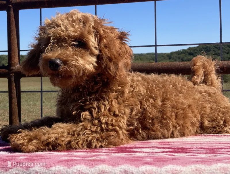 Egypt  – Miniature Goldendoodle puppy for sale in Fair Play, MO