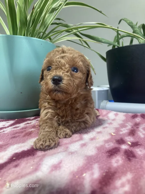 Exodus  – Miniature Goldendoodle puppy for sale in Fair Play, MO