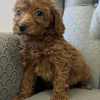 Missouri, a female Miniature Goldendoodle for sale in Fair Play, MO – Photo 3 of 10