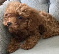 Missouri, a female Miniature Goldendoodle for sale in Fair Play, MO – Photo 8 of 10