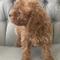 Missouri, a female Miniature Goldendoodle for sale in Fair Play, MO – Photo 4 of 10