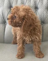 processed/2dd38836-0c5a-4b64-aea1-8cb0f46a508a/listing/1f559752-c781-4bb3-ab52-00ef600deb57/60b7f87c-484e-4abc-8bc3-11ccc99ef224