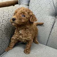 Missouri, a female Miniature Goldendoodle for sale in Fair Play, MO – Photo 5 of 10