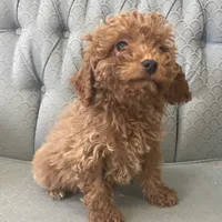 Missouri, a female Miniature Goldendoodle for sale in Fair Play, MO – Photo 1 of 10