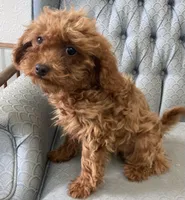 Missouri, a female Miniature Goldendoodle for sale in Fair Play, MO – Photo 9 of 10
