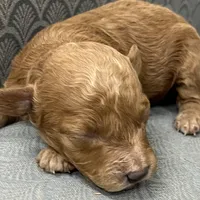 Missouri, a female Miniature Goldendoodle for sale in Fair Play, MO – Photo 10 of 10