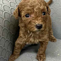Missouri, a female Miniature Goldendoodle for sale in Fair Play, MO – Photo 6 of 10