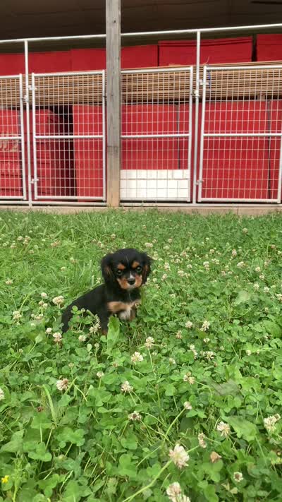 Stormy , a male Cavalier King Charles Spaniel for sale in Fair Play, MO – 2 of 3
