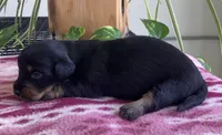 Scout , a male Miniature Dachshund for sale in Fair Play, MO – 1 of 1