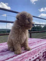 Wonder, a female Miniature Goldendoodle for sale in Fair Play, MO – 3 of 10