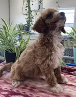 Genesis , a male Miniature Goldendoodle for sale in Fair Play, MO – 4 of 10