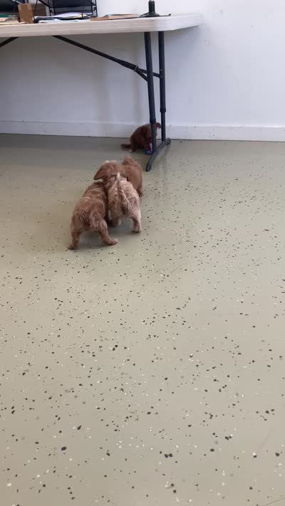 Destiny, a female Miniature Goldendoodle for sale in Fair Play, MO – 10 of 10