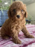 Wren, a female Miniature Goldendoodle for sale in Fair Play, MO – 7 of 10