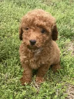 Caboose, a male Miniature Goldendoodle for sale in Fair Play, MO – 2 of 8