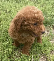 Caboose, a male Miniature Goldendoodle for sale in Fair Play, MO – 3 of 8