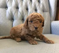 Caboose, a male Miniature Goldendoodle for sale in Fair Play, MO – Photo 2 of 3