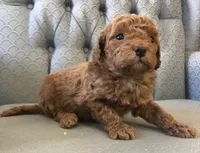 Caboose, a male Miniature Goldendoodle for sale in Fair Play, MO – Photo 3 of 3