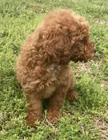 Caboose, a male Miniature Goldendoodle for sale in Fair Play, MO – 4 of 8