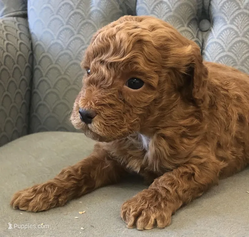 Caboose – Miniature Goldendoodle puppy for sale in Fair Play, MO