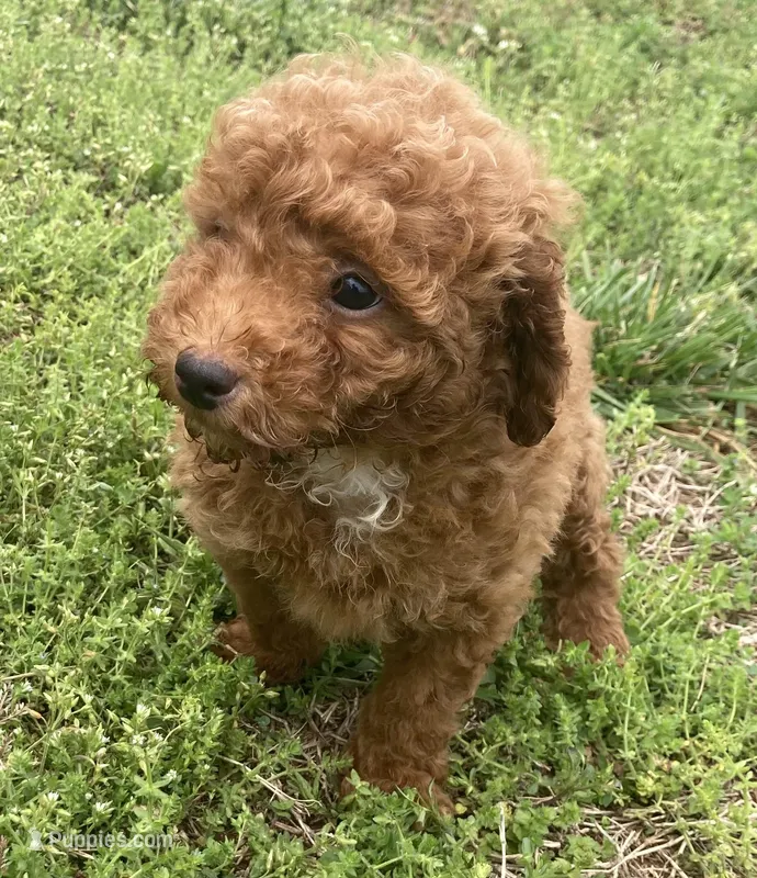 Caboose – Miniature Goldendoodle puppy for sale in Fair Play, MO