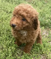 Caboose, a male Miniature Goldendoodle for sale in Fair Play, MO – 1 of 8