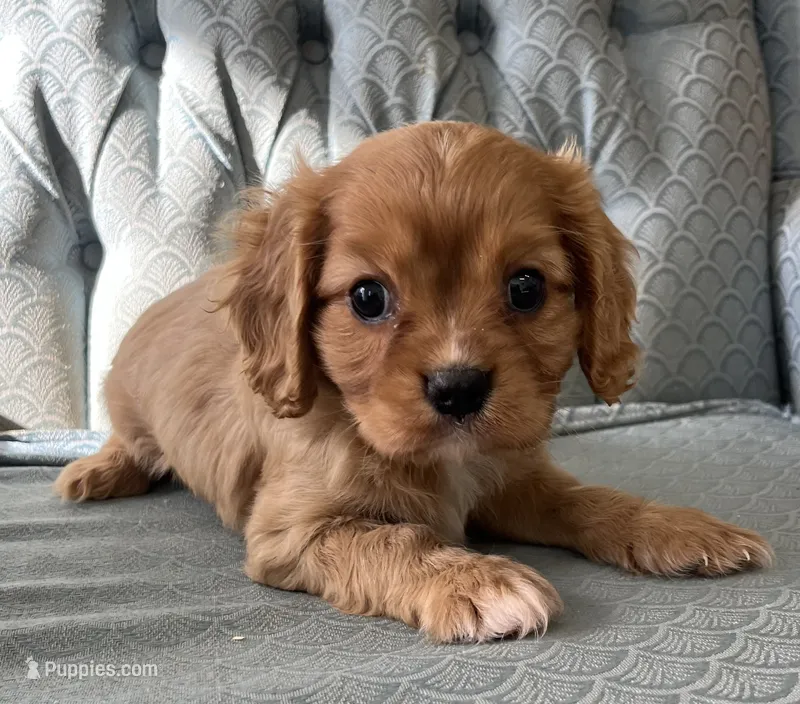 Gale – Cavalier King Charles Spaniel puppy for sale in Fair Play, MO