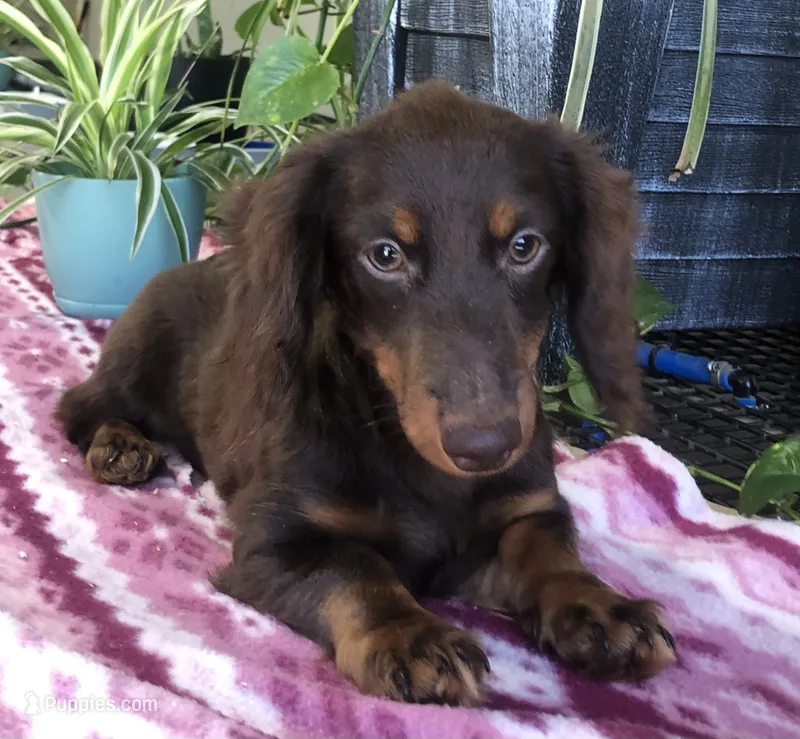 Shogg – Miniature Dachshund puppy for sale in Fair Play, MO