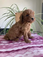 Whiskey, a male Miniature Goldendoodle for sale in Fair Play, MO – 2 of 2