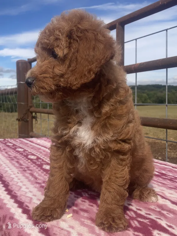 West  – Miniature Goldendoodle puppy for sale in Fair Play, MO