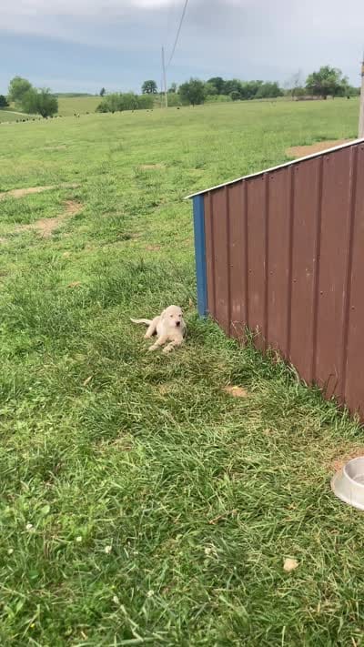 Beans, a male Bull Terrier and Great Pyrenees for sale in Fair Play, MO – 6 of 6