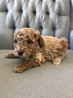 Canaan, a male Miniature Goldendoodle for sale in Fair Play, MO – Photo 3 of 3
