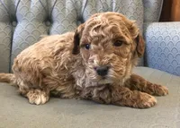 Canaan, a male Miniature Goldendoodle for sale in Fair Play, MO – Photo 1 of 3
