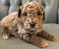 Canaan, a male Miniature Goldendoodle for sale in Fair Play, MO – Photo 2 of 3