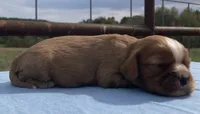 Raider, a male Cavalier King Charles Spaniel for sale in Fair Play, MO – 4 of 5