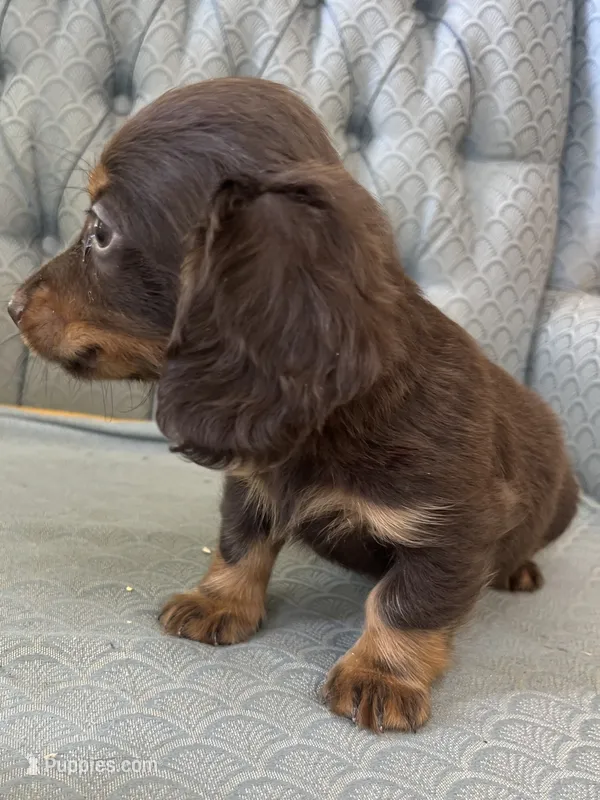 Shogg – Miniature Dachshund puppy for sale in Fair Play, MO
