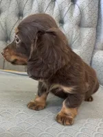 Shogg, a male Miniature Dachshund for sale in Fair Play, MO – 1 of 9