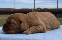 Pudgy, a male Cavalier King Charles Spaniel for sale in Fair Play, MO – 3 of 3