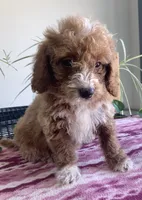 Genesis , a male Miniature Goldendoodle for sale in Fair Play, MO – 2 of 10