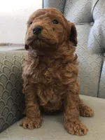 Clark, a male Miniature Goldendoodle for sale in Fair Play, MO – Photo 3 of 3