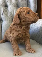 Clark, a male Miniature Goldendoodle for sale in Fair Play, MO – Photo 2 of 3
