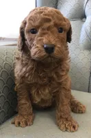 Clark, a male Miniature Goldendoodle for sale in Fair Play, MO – Photo 1 of 3