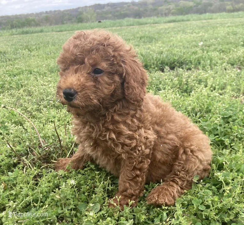 Clark – Miniature Goldendoodle puppy for sale in Fair Play, MO