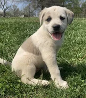 Ariel , a female Bull Terrier and Great Pyrenees for sale in Fair Play, MO – Photo 2 of 3
