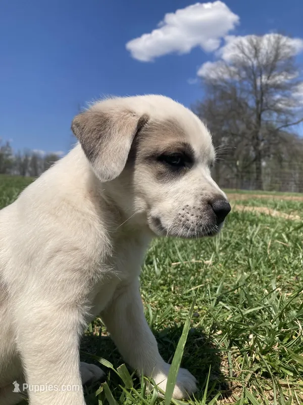 Ariel  – Bull Terrier, Great Pyrenees puppy for sale in Fair Play, MO