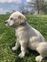 Ariel , a female Bull Terrier and Great Pyrenees for sale in Fair Play, MO – Photo 3 of 3